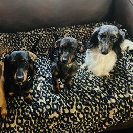 Dachshunds from The Oswalds PNW Dachshunds