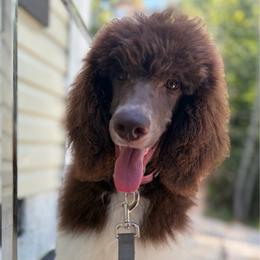 Lyra - Parti female Poodle puppy in Otto, North Carolina from Wild Suns Farm