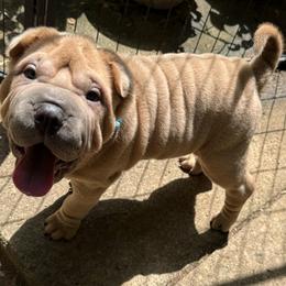 Kevin - Isabella dilute male Chinese Shar-Pei puppy in Statesville, North Carolina from Red Clay's Chinese Shar-pei