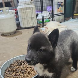 Siberian Husky Puppies from Spirit of the Moon Siberians