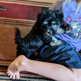Black Pearl - Black and white female Coton de Tulear puppy in Mead, Oklahoma from Bar W Cotons