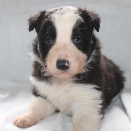 Wolfe - Black and white male Border Collie puppy in Cedartown, Georgia from Ferguson Border Collies