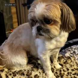 Gemma - Shih Tzu