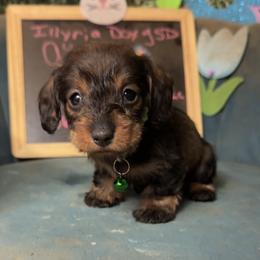 Cupid - Wild boar female Dachshund puppy in Livingston, Kentucky from Illyria Dox & GSD