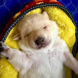 Boy 1 - Yellow male Labrador Retriever puppy in Sandpoint, Idaho from Allen Sunnyside AKC Labs