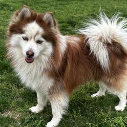 Maverick - Pomsky