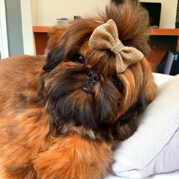 Flip - Shih Tzu
