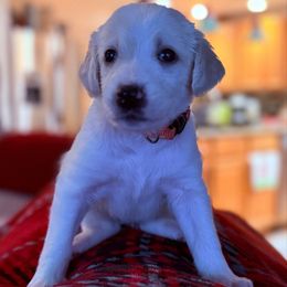 Winifred- Orange Collar - Cream female Assorted Doodle Crosses puppy in Norfolk, Virginia from Móraí’s Doodles