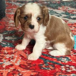 Bailey - Blenheim female Cavalier King Charles Spaniel puppy in Howardsville, Virginia from Spectacular Aussies and Cavaliers