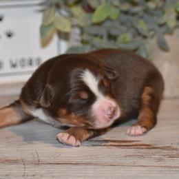 Maple - Red tri female Miniature Australian Shepherd puppy in Lowgap, North Carolina from Baileys Mini Aussies