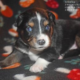 Athena - Black tri female Miniature Australian Shepherd puppy in Patterson, North Carolina from DreamLine Aussies