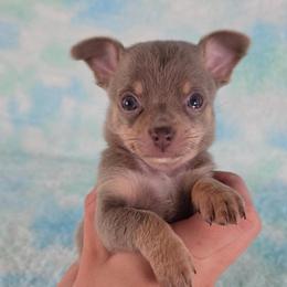 Olaf - Blue and tan male Chihuahua puppy in West New York, New Jersey from Pixie’s Magical Puppies