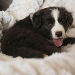 Umma - White and blue female Border Collie puppy in Fresno, California from Alpine Tails
