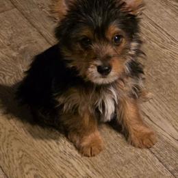Jasper - Black and tan male Yorkshire Terrier puppy in Strunk, Kentucky from Hip Hoppin Yorkies