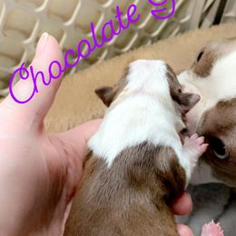 Boston Terrier Puppies from Heather's Boston Babies
