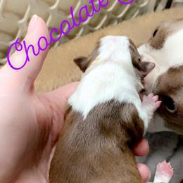 Boston Terrier Puppies from Heather's Boston Babies