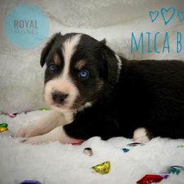 Mica - Black tri-color male Australian Shepherd puppy in Petersburg, Indiana from Royal Aussie’s
