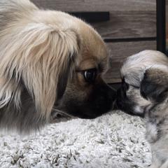 Tibetan Spaniels from Milissa Lose