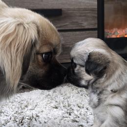 Tibetan Spaniels from Milissa Lose