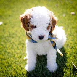Poodle Puppies from Doodle Puppy Parti