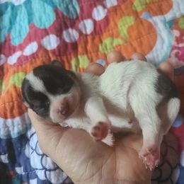 Chihuahua Puppies from OutLaw Chihuahua's