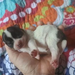 Chihuahua Puppies from OutLaw Chihuahua's