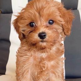 Reese's - Red female Cavapoo puppy in Van Alstyne, Texas from Home Grown Puppies
