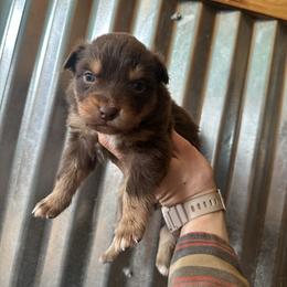 Girl 4 - Red tri-color female Australian Shepherd puppy in Bison, South Dakota from South Dakota Creekside Australian Shepherds