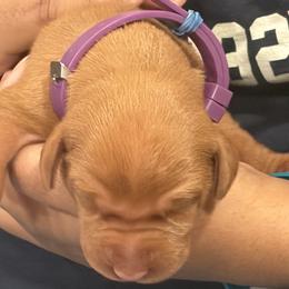 Purple collar - Golden rust female Vizsla puppy in Port Angeles, Washington from Blacktail Trail Vizslas