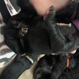 Goldendoodle Puppies from Not Just "Golden" Doodles