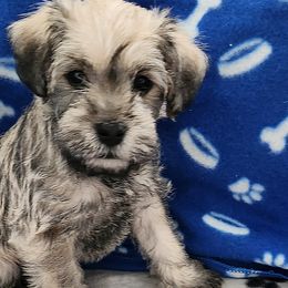 Boy 6 - Snoopy - Schnoodle puppy from Smart Schnauzers & Schnoodles