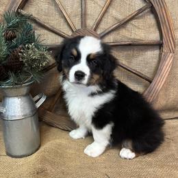 Rowan - Black tri male Miniature American Shepherd puppy in Cowlitz County, Washington from Pleasant Woods Miniature American Shepherds