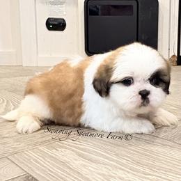 Red and White Male - Orange Collar - Red and white male Shih Tzu puppy in Waynetown, Indiana from Swaying Sycamore Farm