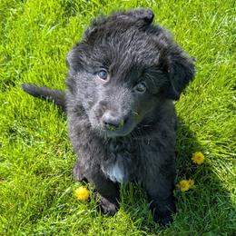 Archie - Black male German Shepherd puppy in Waterloo, New York from Von Nikolaos German Shepherds