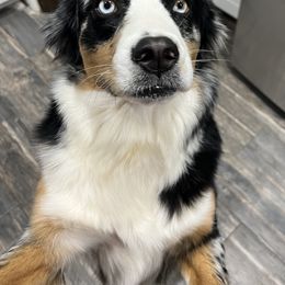 Oakley - Australian Shepherd