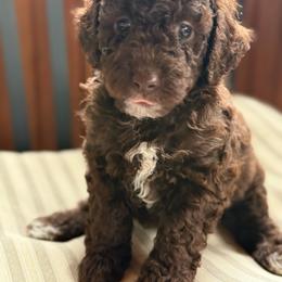 Ripple Creek - Chocolate male Goldendoodle puppy in Rush, New York from Care Bear Puppies