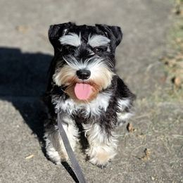 Miniature Schnauzer Puppies from A'Lord Miniature Schnauzer