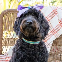 Clara - Black Australian Labradoodle puppy in Wewahitchka, Florida from Stony Brook Australian Labradoodles, LLC