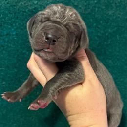 Skye - Blue female Great Dane puppy in Tyler, Texas from Blessed By Danes