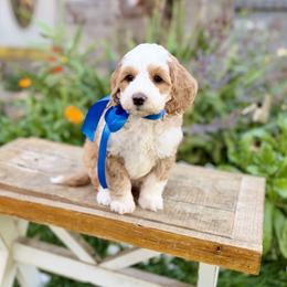 Friday Micro Mini 10-15 lbs - Apricot male Goldendoodle puppy in Mapleton, Utah from Natural Doodle Life
