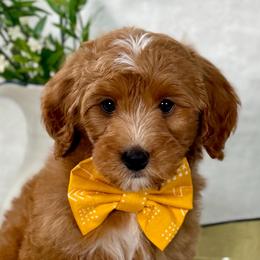 Yellow boy - Red male Bernedoodle puppy in Waukesha, Wisconsin from Bernedoodle Boutique (and Cavapoos)