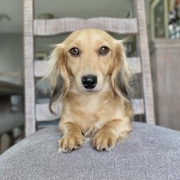 Ellie - Dachshund