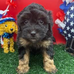 Sprout - Phantom male Maltipoo puppy in Wayland, New York from Loris Pampered Pooches💕