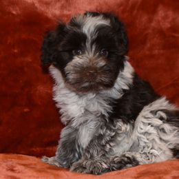 German Shepherd and Miniature Schnauzer Puppies from Carol Mcgrew