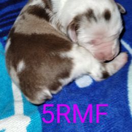 American Corgi, Pembroke Welsh Corgi, and Toy Australian Shepherd Puppies from LaRose Farm & Kennels