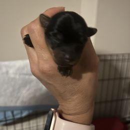 Yorkshire Terrier Puppies from Empire Yorkies