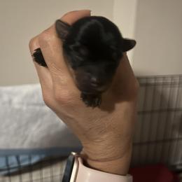 Yorkshire Terrier Puppies from Empire Yorkies