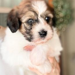 Boy 2 - Fawn sable male Havapoo puppy in Roseburg, Oregon from Sharon’s Sheepadoodle’s