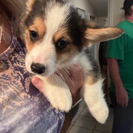 Jelly Roll - Black and tan male American Corgi puppy in Orangevale, California from Corgis of the Heart