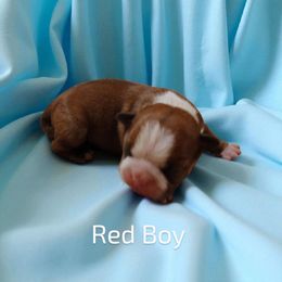 Red Boston male - Red male Boston Terrier puppy in Salisbury, North Carolina from P3 Boston Terriers in NC